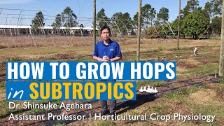 How to Grow Hops in Subtropics  2021 GCREC Virtual Field Day [upl. by Winson303]