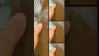 Cow hide rug from IKEA shorts youtubeshorts trendingshorts trendingsong viralshorts travel [upl. by Malarkey54]