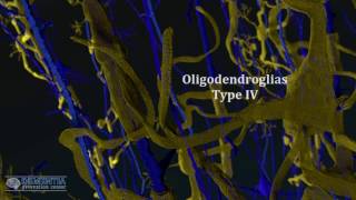 oligodendrocytes in alzheimers [upl. by Aramoix]