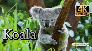 Koala bear  World of Animals 4K [upl. by Nwahsyd]