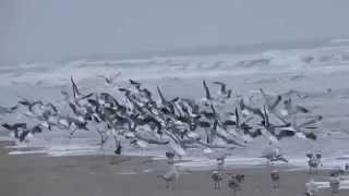 Gaviotas Volando Sobre La Playa Del Mar Golfo De Mexico [upl. by Lupien]