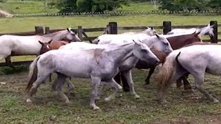 Criação de Cavalos [upl. by Balliett]