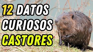 12 Datos Curiosos de los Castores  ¿Sus dientes nunca dejan de crecer [upl. by Aikkin]