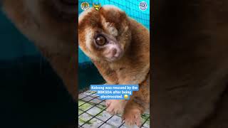 This poor slow loris was electrocuted [upl. by Silvan599]