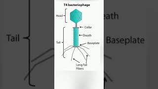 T4 Bacteriophage structure  Virus Structure class 11 biology revision short Neet 2025 exam [upl. by Nemzzaj]