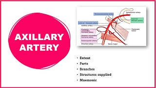 Axillary artery Axillary artery anatomy  Extent Parts and Branches [upl. by Christina793]