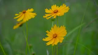 Coreopsis Lanceolata  Lanceleaf Coreopsis  Lanceleaf Tickseed  LanceLeaved Coreopsis Plant [upl. by Ellehcrad644]