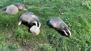 Haweswater Badger hide Lake District [upl. by Aiekram738]