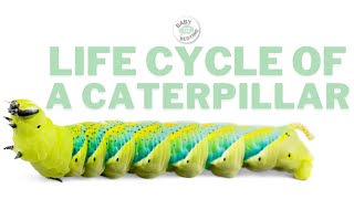 Caterpillar to Butterfly  Life Cycle  ALL STAGES [upl. by Sebastien]