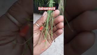 Rhipsalis baccifera Firecracker Plantபுல்லுருவி கற்றாழை [upl. by Nivlem]