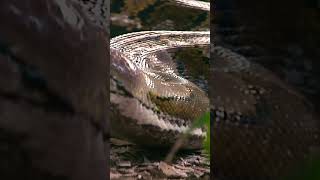 Huge 20’ Reticulated Python in Naples Florida [upl. by Nnav367]