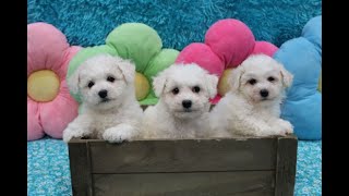 Bichon Frise Puppies  3 Females [upl. by Swane]