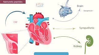 Natriuretic peptides [upl. by Jerad]