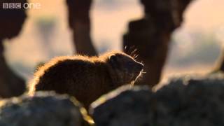 Hyrax sunshield  24 Hours on Earth Preview  BBC One [upl. by Noneek772]