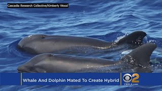 New Hybrid WhaleDolphin Discovered Off Hawaii [upl. by Yole872]