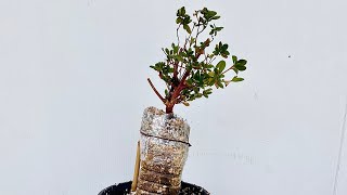 Satsuki Azalea 🌺 How to Start an Exposed Root Bonsai Easy [upl. by Nidnarb]