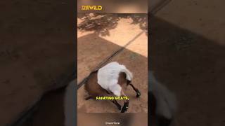 Do you know Why do Fainting Goats Faint shorts [upl. by Yolane]