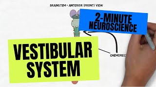 2Minute Neuroscience Vestibular System [upl. by Anibas467]