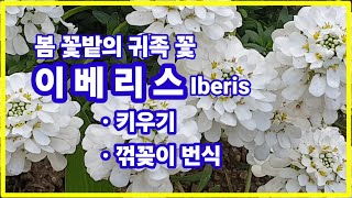 이베리스 Iberis봄 꽃밭의 귀족 꽃특징과 키우기꺾꽂이 번식 [upl. by Esac]