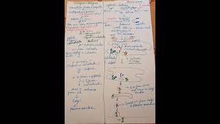 Endogenous Antigen cytosolic pathway [upl. by Adnarom]