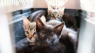 4 Abandoned Kittens Rescued from Living inside a Tree [upl. by Akilegna295]