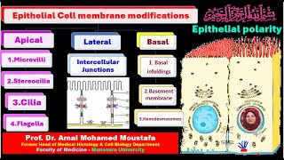 Epithelial polarity amp epithelial cell membrane modifications [upl. by Merola529]