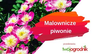 Jak uprawiać i z czym łączyć piwonie [upl. by Suirtimid954]