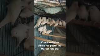 viralvideo creminodacinoalbinoredeye pastelinosasty03217774778 [upl. by Maire]