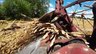 Cutting thatching straw in Suffolk [upl. by Amena]