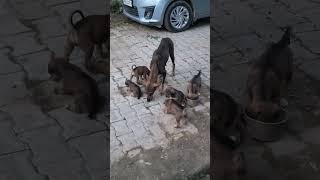 dog doglover comedy viralvideo shortvideo [upl. by Dlareg]