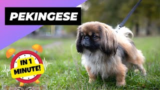 Pekingese  In 1 Minute 🐶 One Of The Laziest Dog Breeds In The World  1 Minute Animals [upl. by Snell287]