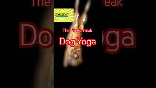 Dog Yoga  Why should humans have all the fun [upl. by Neelhtac]