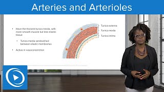 Arteries and Arterioles – Physiology  Lecturio Nursing [upl. by Eidroj]