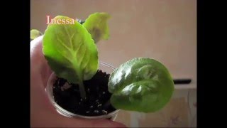 Как посадить листья фиалки укоренение flowers  Saintpaulia breeding  African violet [upl. by Holli]