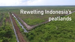 Rewetting Indonesia’s peatlands [upl. by Niwde279]