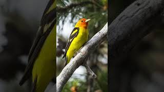 Western Tanager Song Video Relaxing Nature Sounds [upl. by Aihsenod]