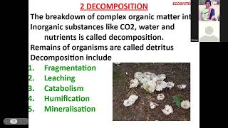 Chapter 12 Ecosystem class 12 topic Function of ecosystem productivity Decomposition by Hemlata [upl. by Nissy384]