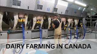 Milking Cows in Brand New Parlour [upl. by Timrek]