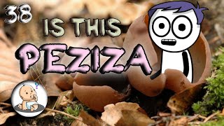 PEZIZA  PEZIZA LIFE CYCLE Bsc Botany in hindi [upl. by Arelus]