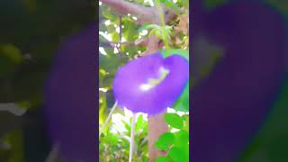 Winter season me bhi aprajita flowers gardenflowers garden viralshort youtubevideo trending [upl. by Denten]