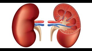 PhysiologyKidney last lecture 7  part 2 Acid base disturbanceRenal function testCRF3032018 [upl. by Ardnosac]