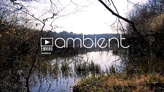 Primal Marshland nature sounds  1 hr  Ancient Swamp Forested lakeside Ambience [upl. by Adirf]