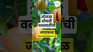 जायफळ  Myristica fragrance H  औषधी वनस्पती  Medicinal plant [upl. by Iramohs]