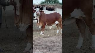 2024 ki kurbani ka janwar short video cow bailwan [upl. by Ffoeg]