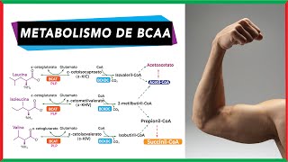 Metabolismo de aminoácidos de cadena ramificada BCAA  Bioquímica [upl. by Anitnamaid360]