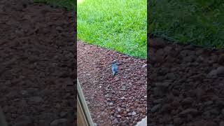 Grackle eats a walnut [upl. by Ilhsa]