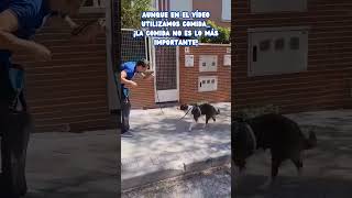 ‼️CONSIGUE QUE TU PERRO NO LADRE CUANDO LE LADRAN‼️ EFECTIVO 💯  LealCan shorts educacioncanina [upl. by Idden]