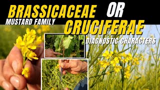 Brassicacea or Cruciferae Complete Description  Info Biodiversity [upl. by Pfister]