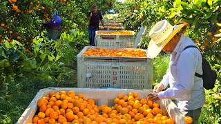 Bendita Cosecha De mandarinas En Parlier CAPiscando por contrato por caja Nos pagan [upl. by Nahtanoj354]