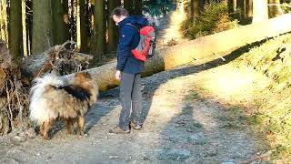 Eurasier Lupus wandert in Willingen [upl. by Theodore948]